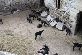 2011_penalon_400_001