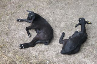 2011_penalon_400_002