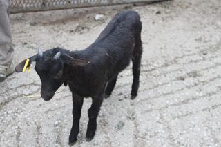 2011_penalon_400_004