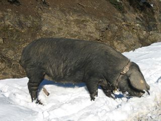 2011_prado_trevilla_900_002