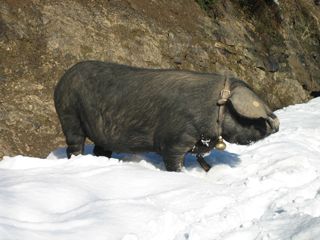 2011_prado_trevilla_900_004