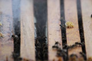 IMG_3225_320