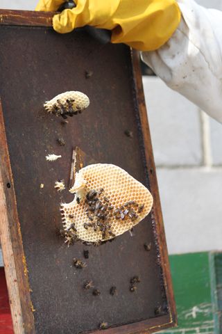 IMG_3350_320