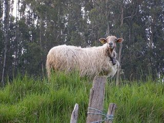 lacha_001