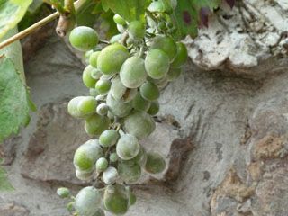 2011_08_mules_yerbita_001