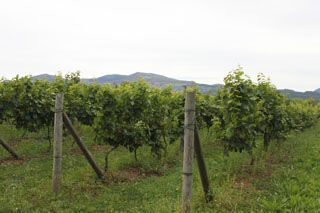 IMG 4393