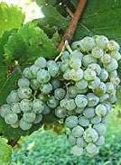 petit manseng