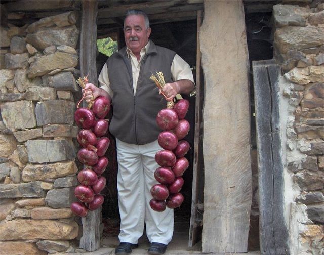 cebolla1
