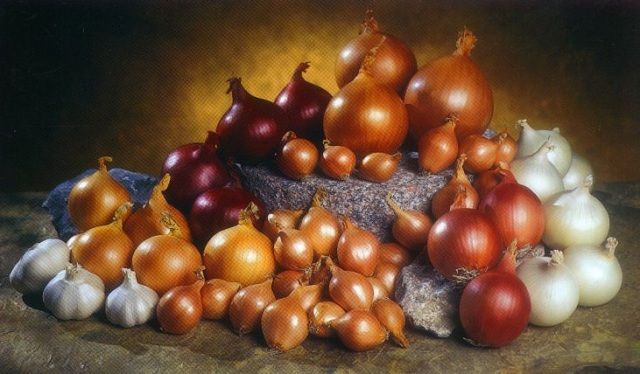 cebolla 003