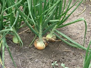 cebolla 005