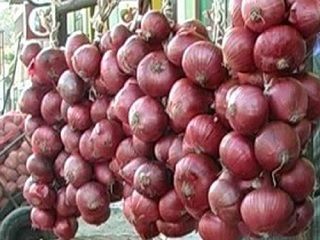 cebolla 006