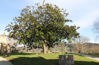 2012 03 mijares 039
