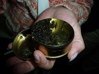 caviar compania 017