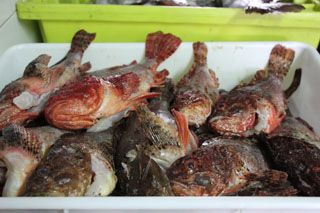mijedo roca cook  001