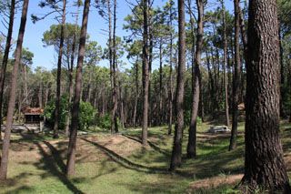 bosque liencres 001