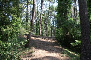 bosque liencres 002