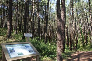 bosque liencres 015