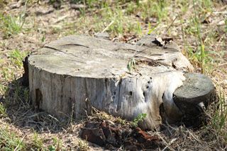 bosque liencres 017