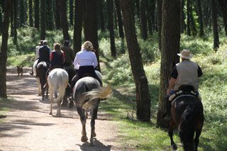 bosque liencres 018