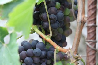 oso uvas 001