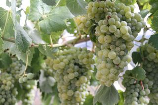 oso uvas 002