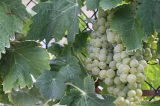 oso uvas 003