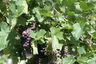 oso uvas 004