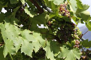 oso uvas 005