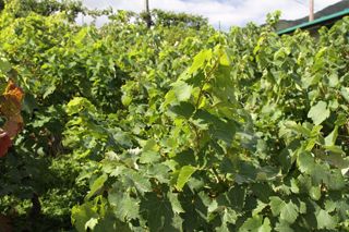 oso uvas 006