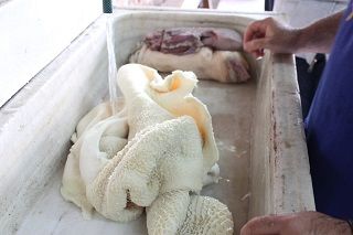 callos cubas 002