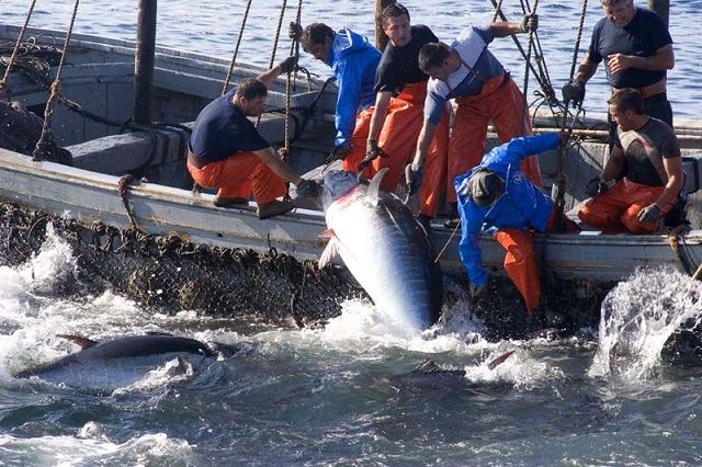 pesca almadraba 001