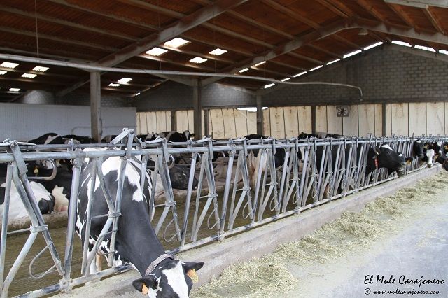 2013 12 leche cudana 008