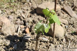 2014 04 behetria cieza 006