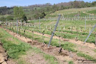 2014 04 behetria cieza 007