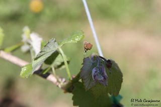 2014 04 behetria cieza 009