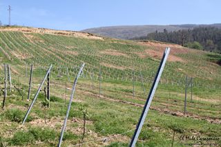 2014 04 behetria cieza 012