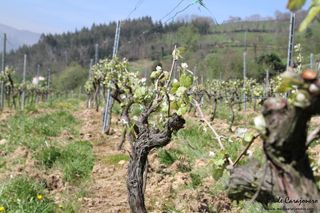2014 04 behetria cieza 013