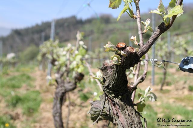 2014 04 behetria cieza 015 640