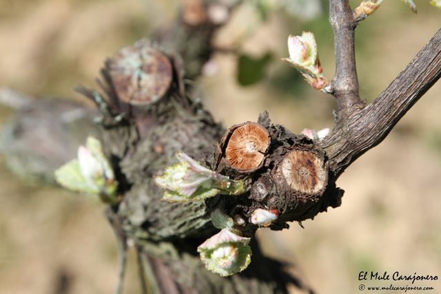2014 04 behetria cieza 021 640