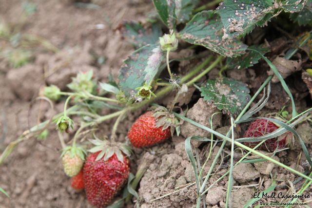 2014 07 cultivo eco herrerias 001