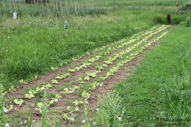 2014 07 cultivo eco herrerias 003