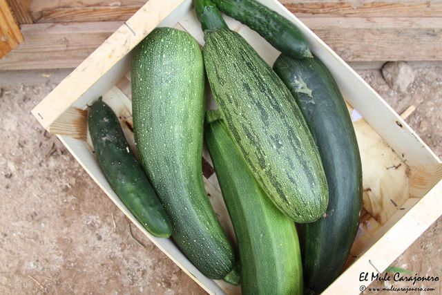 2014 07 cultivo eco herrerias 004