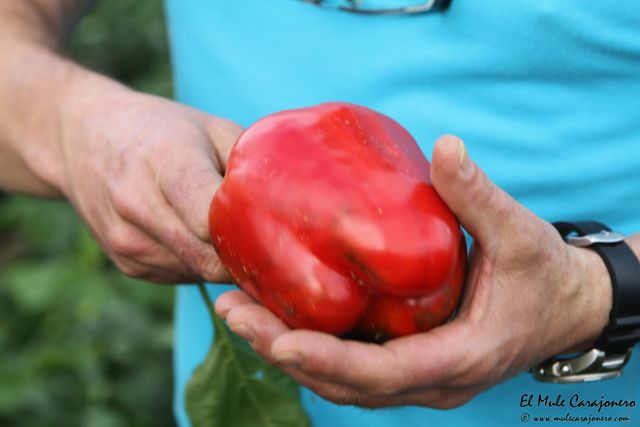 2014 huerta isla 003
