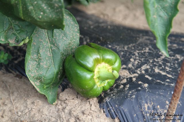 2014 huerta isla 006