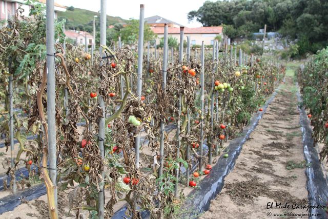 2014 huerta isla 008