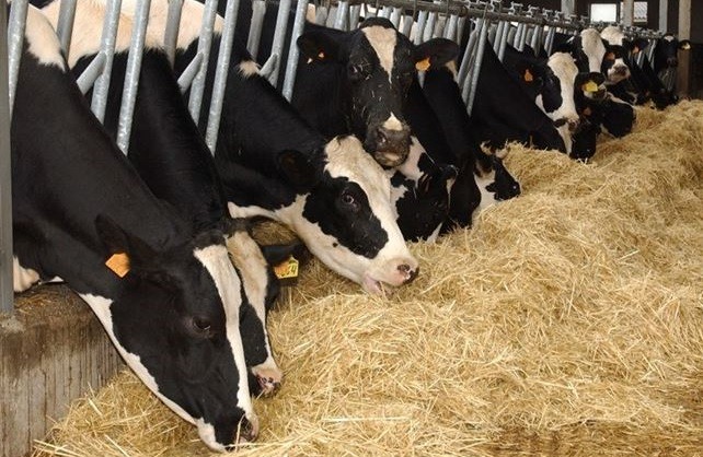 cantabria la leche 002