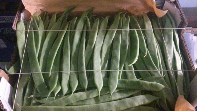 2015 01 vegania 001