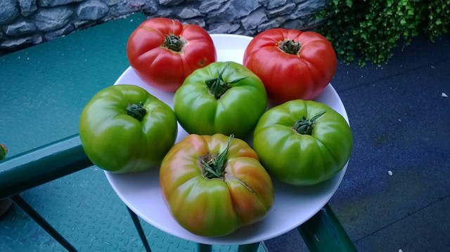 2015 01 vegania 015