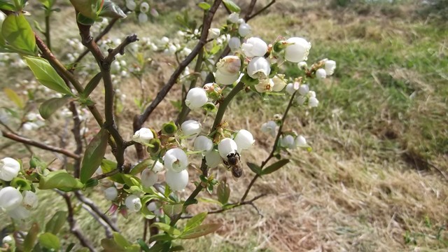 2015 04 mermeladas bosque encantadao 002