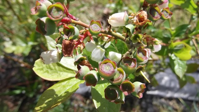 2015 04 mermeladas bosque encantadao 006